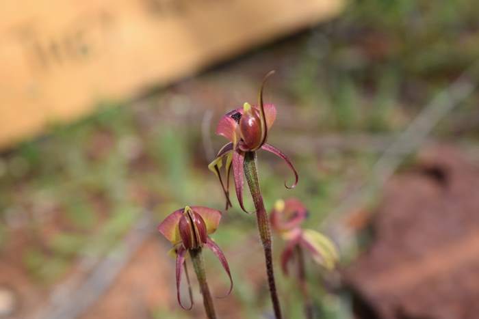 Caladenia roei - Orchid-ant-Sep-2018p0003.JPG